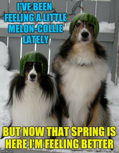Yay Spring! | image tagged in watermelon,melancholy,dogs,memes,funny,spring | made w/ Imgflip meme maker