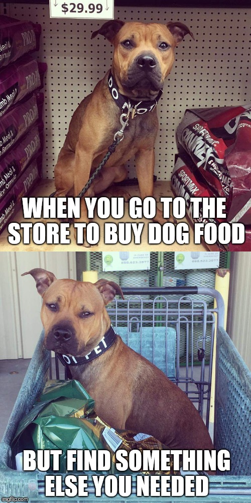Take Me Home | WHEN YOU GO TO THE STORE TO BUY DOG FOOD; BUT FIND SOMETHING ELSE YOU NEEDED | image tagged in cute dogs,pitbulls,dog memes,dog food,dog problems | made w/ Imgflip meme maker