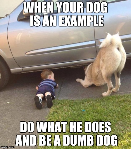 Funny Dog | WHEN YOUR DOG IS AN EXAMPLE; DO WHAT HE DOES AND BE A DUMB DOG | image tagged in funny dog | made w/ Imgflip meme maker