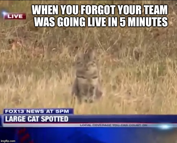 Breaking news! | WHEN YOU FORGOT YOUR TEAM WAS GOING LIVE IN 5 MINUTES | image tagged in fake news,breaking news,news,cat | made w/ Imgflip meme maker