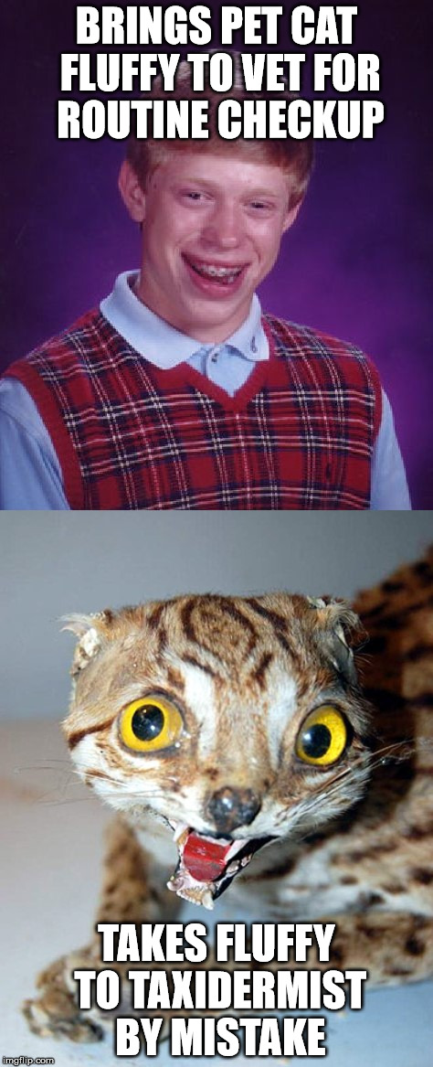 Bad Luck Fluffy | BRINGS PET CAT FLUFFY TO VET FOR ROUTINE CHECKUP; TAKES FLUFFY TO TAXIDERMIST BY MISTAKE | image tagged in bad luck brian,taxidermy,cat,veterinarian | made w/ Imgflip meme maker