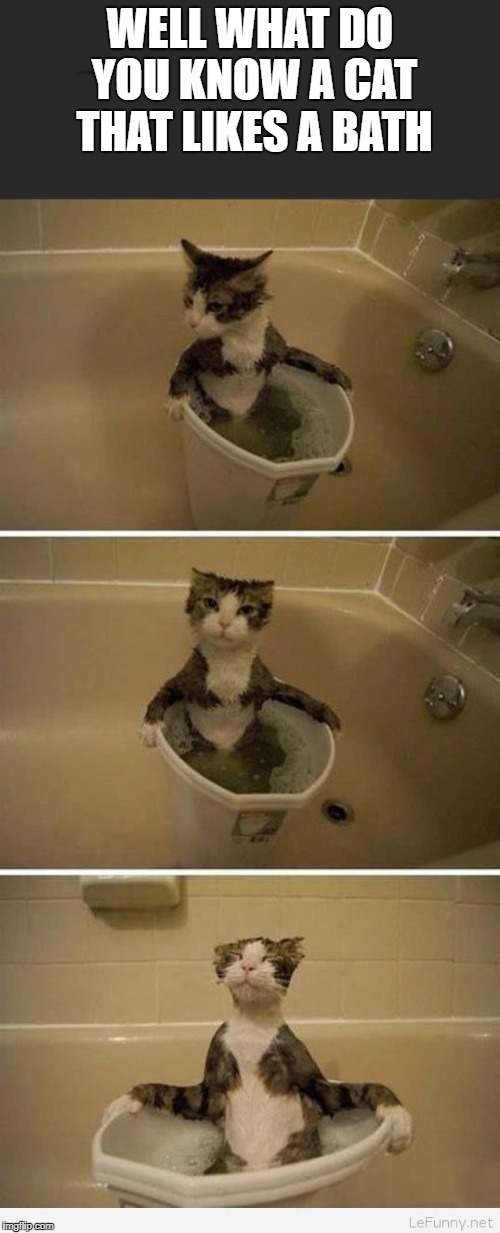 well what do you know | WELL WHAT DO YOU KNOW A CAT THAT LIKES A BATH | image tagged in cute cat,funny cats,joke | made w/ Imgflip meme maker
