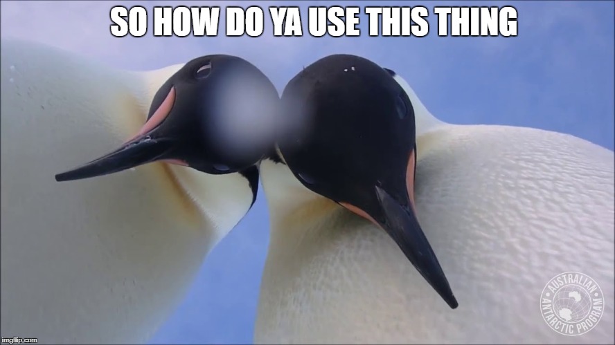 SO HOW DO YA USE THIS THING | image tagged in penguin,selfie | made w/ Imgflip meme maker