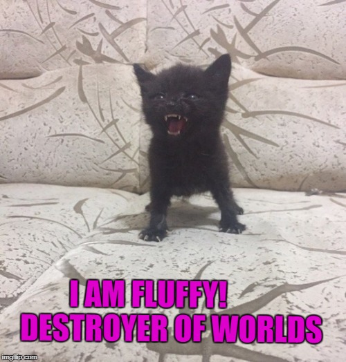 I am Fluffy! | I AM FLUFFY! 
      DESTROYER OF WORLDS | image tagged in funny cats,fluffy,destroyer of worlds | made w/ Imgflip meme maker