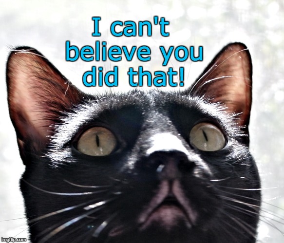 I can't believe you did that! |  I can't believe you did that! | image tagged in kitty looking up,kitty,cat,black cat,i see what you did there | made w/ Imgflip meme maker