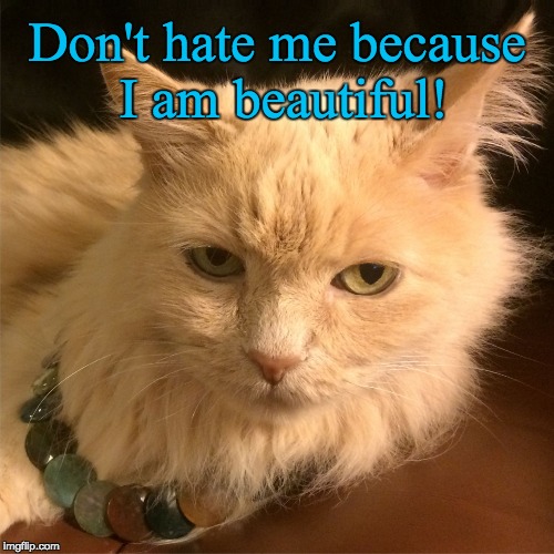Don't hate me because I am beautiful. | Don't hate me because I am beautiful! | image tagged in cat,cute cat,sexy cat,pampered cat,petulant cat,haughty cat | made w/ Imgflip meme maker