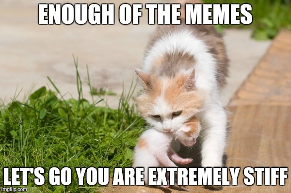 Pause | ENOUGH OF THE MEMES; LET'S GO YOU ARE EXTREMELY STIFF | image tagged in cats,funny cats,kitten,memes,meme,so true memes | made w/ Imgflip meme maker
