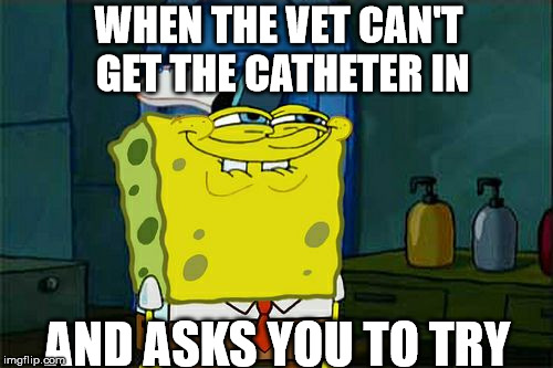 Don't You Squidward Meme | WHEN THE VET CAN'T GET THE CATHETER IN; AND ASKS YOU TO TRY | image tagged in memes,dont you squidward | made w/ Imgflip meme maker