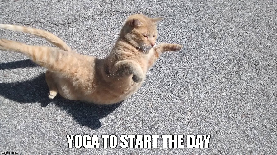 Shakespeare doing yoga | YOGA TO START THE DAY | image tagged in cats,funny,cute,yoga | made w/ Imgflip meme maker