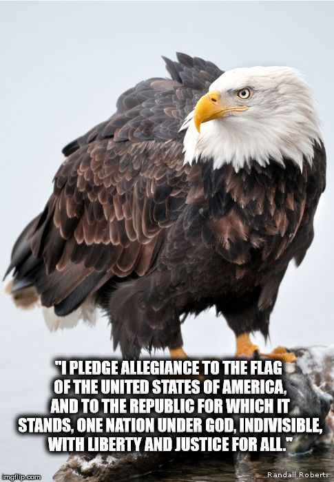 "I PLEDGE ALLEGIANCE TO THE FLAG OF THE UNITED STATES OF AMERICA, AND TO THE REPUBLIC FOR WHICH IT STANDS, ONE NATION UNDER GOD, INDIVISIBLE, WITH LIBERTY AND JUSTICE FOR ALL." | image tagged in eagle1 | made w/ Imgflip meme maker