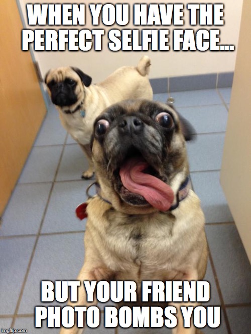 pug love | WHEN YOU HAVE THE PERFECT SELFIE FACE... BUT YOUR FRIEND PHOTO BOMBS YOU | image tagged in pug love | made w/ Imgflip meme maker