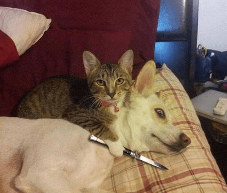 Cat with knife at dog's throat Blank Meme Template