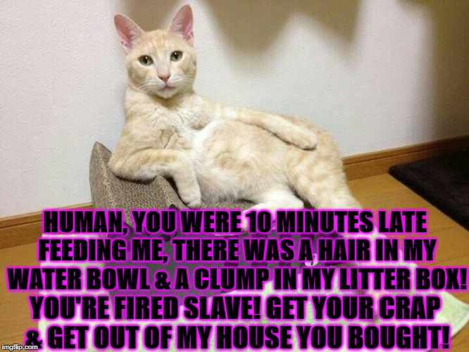 HUMAN, YOU WERE 10 MINUTES LATE FEEDING ME, THERE WAS A HAIR IN MY WATER BOWL & A CLUMP IN MY LITTER BOX! YOU'RE FIRED SLAVE! GET YOUR CRAP & GET OUT OF MY HOUSE YOU BOUGHT! | image tagged in douche bag cat | made w/ Imgflip meme maker