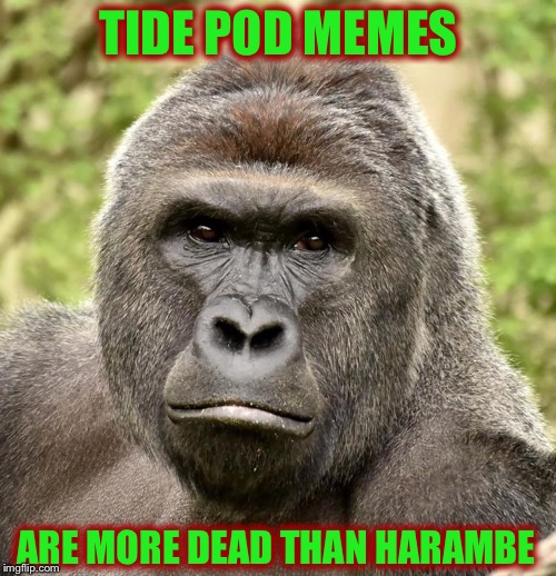 Har | TIDE POD MEMES; ARE MORE DEAD THAN HARAMBE | image tagged in har,harambe,memes,tide pods | made w/ Imgflip meme maker