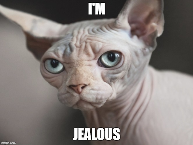 hairless | I'M JEALOUS | image tagged in hairless | made w/ Imgflip meme maker