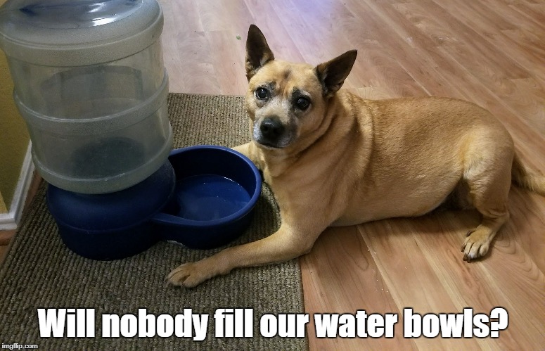 water dog | Will nobody fill our water bowls? | image tagged in water dog,parkrun,dog water | made w/ Imgflip meme maker