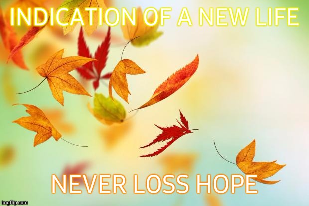 Leaves | INDICATION OF A NEW LIFE; NEVER LOSS HOPE | image tagged in leaves | made w/ Imgflip meme maker