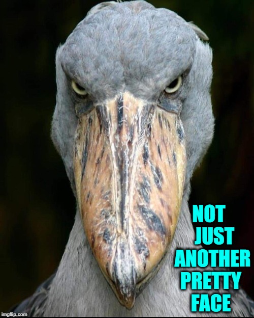 The East African Shoebill Stork | NO... NOT   JUST  ANOTHER PRETTY FACE | image tagged in vince vance,east african birds,swamp creature,eats fish,a favorite of ornithologists,grows as tall a 5 feet | made w/ Imgflip meme maker