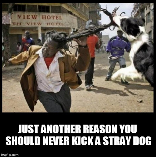 JUST ANOTHER REASON YOU SHOULD NEVER KICK A STRAY DOG | image tagged in dog,dogs,dog memes,dreads,attack,advice dog | made w/ Imgflip meme maker