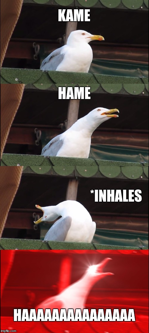 Inhaling Seagull | KAME; HAME; *INHALES; HAAAAAAAAAAAAAAA | image tagged in memes,inhaling seagull | made w/ Imgflip meme maker