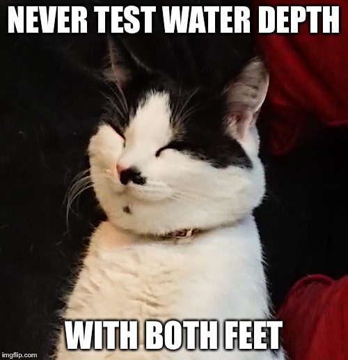 Zen Cat | NEVER TEST WATER DEPTH; WITH BOTH FEET | image tagged in loki | made w/ Imgflip meme maker
