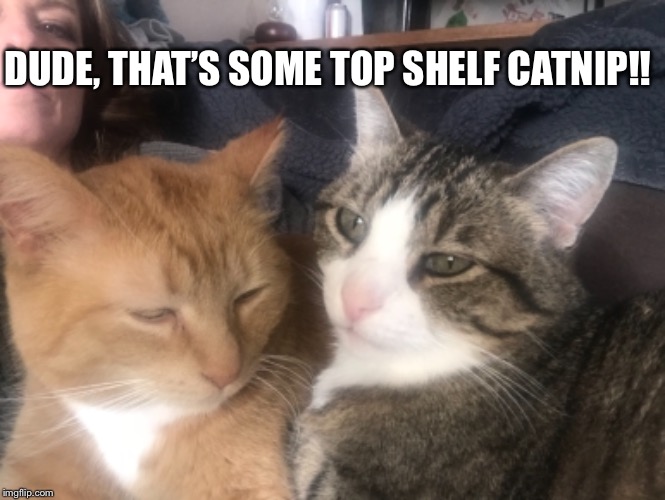 DUDE, THAT’S SOME TOP SHELF CATNIP!! | image tagged in cats,funny cat memes | made w/ Imgflip meme maker