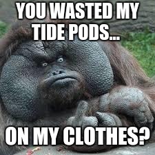 mad monkey | YOU WASTED MY TIDE PODS... ON MY CLOTHES? | image tagged in mad monkey | made w/ Imgflip meme maker