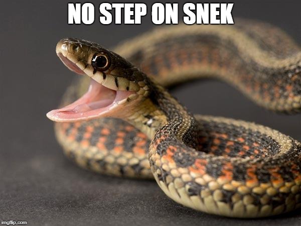 Snake  | NO STEP ON SNEK | image tagged in snake | made w/ Imgflip meme maker