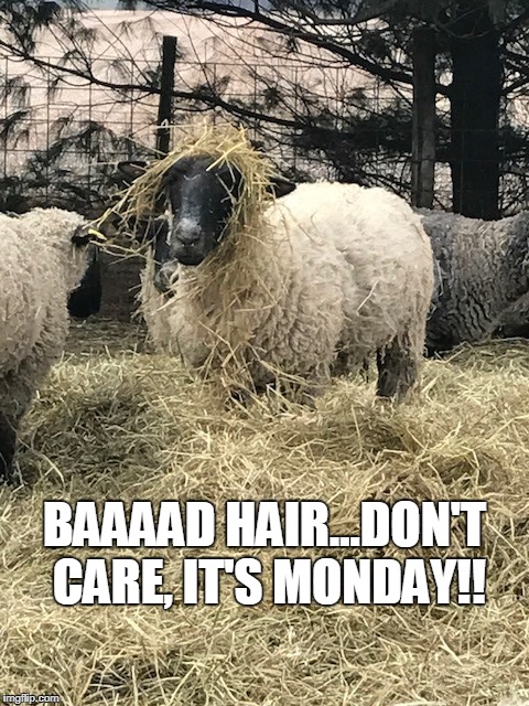 Baaaad HAIR...Don't Care, It's Monday!! | BAAAAD HAIR...DON'T CARE, IT'S MONDAY!! | image tagged in bad hair day | made w/ Imgflip meme maker