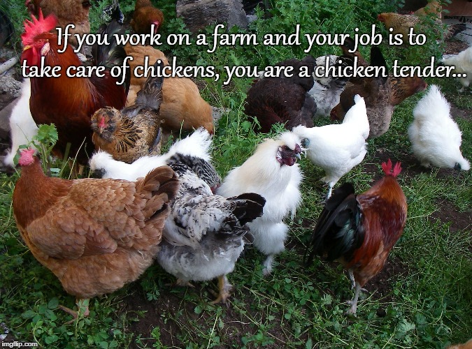 Chicken tender... | If you work on a farm and your job is to take care of chickens, you are a chicken tender... | image tagged in work,farm,chicken,job | made w/ Imgflip meme maker
