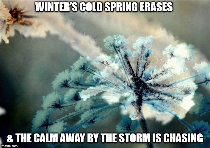 DMB Satellite | WINTER’S COLD SPRING ERASES; & THE CALM AWAY BY THE STORM IS CHASING | image tagged in dmb,dave matthews band,satellite,flower,spring,winters cold | made w/ Imgflip meme maker