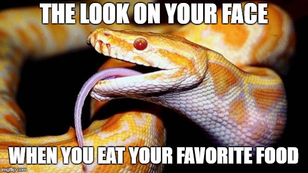 high af snake | THE LOOK ON YOUR FACE; WHEN YOU EAT YOUR FAVORITE FOOD | image tagged in high af snake | made w/ Imgflip meme maker