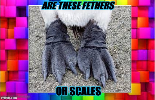 Tell me the truch | ARE THESE FETHERS; OR SCALES | image tagged in pingu,feet | made w/ Imgflip meme maker