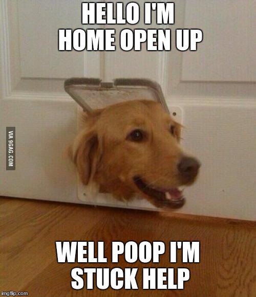 Jim Golden Retriever  | HELLO I'M HOME OPEN UP; WELL POOP I'M STUCK HELP | image tagged in jim golden retriever | made w/ Imgflip meme maker