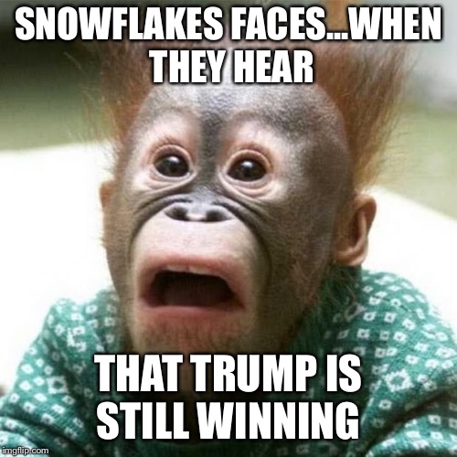 The Deranged Look | SNOWFLAKES FACES...WHEN THEY HEAR; THAT TRUMP IS STILL WINNING | image tagged in shocked monkey | made w/ Imgflip meme maker