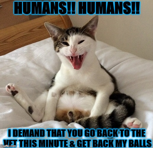 HUMANS!! HUMANS!! I DEMAND THAT YOU GO BACK TO THE VET THIS MINUTE & GET BACK MY BALLS | image tagged in nutless wonder | made w/ Imgflip meme maker