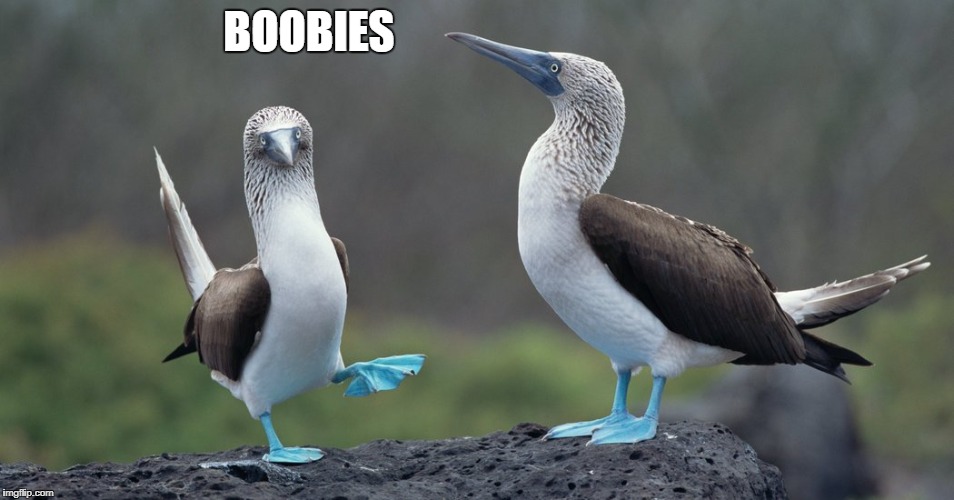 boobies | BOOBIES | image tagged in boobies | made w/ Imgflip meme maker