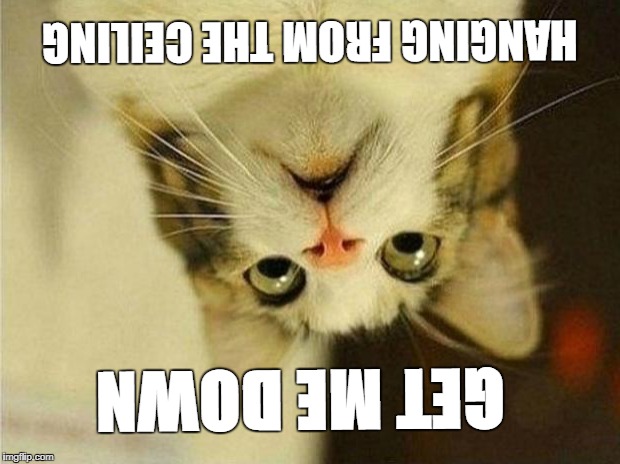 Scared Cat Meme | HANGING FROM THE CEILING; GET ME DOWN | image tagged in memes,scared cat | made w/ Imgflip meme maker
