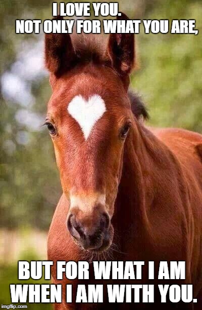I LOVE YOU.              NOT ONLY FOR WHAT YOU ARE, BUT FOR WHAT I AM WHEN I AM WITH YOU. | image tagged in valentine horse | made w/ Imgflip meme maker
