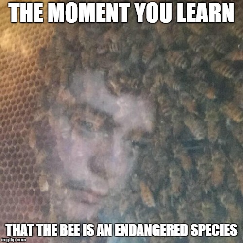 THE MOMENT YOU LEARN; THAT THE BEE IS AN ENDANGERED SPECIES | image tagged in bee depression | made w/ Imgflip meme maker