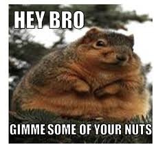 nuts | image tagged in fat rodent | made w/ Imgflip meme maker