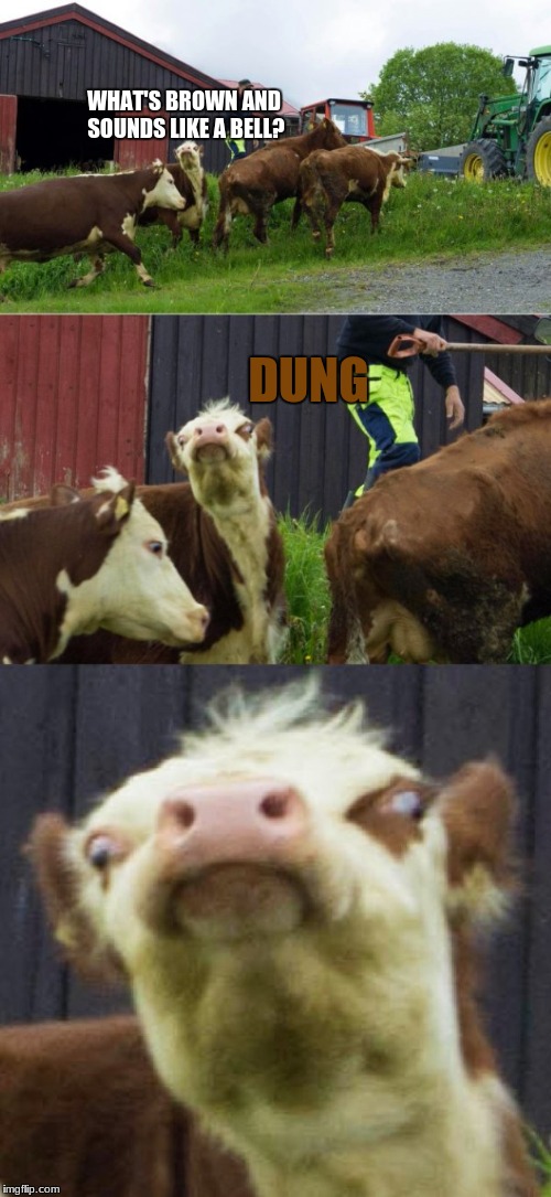 Bad pun cow  | WHAT'S BROWN AND SOUNDS LIKE A BELL? DUNG | image tagged in bad pun cow | made w/ Imgflip meme maker