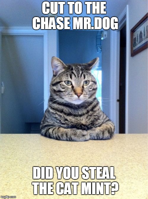 cut to the chase | CUT TO THE CHASE MR.DOG; DID YOU STEAL THE CAT MINT? | image tagged in memes,take a seat cat | made w/ Imgflip meme maker
