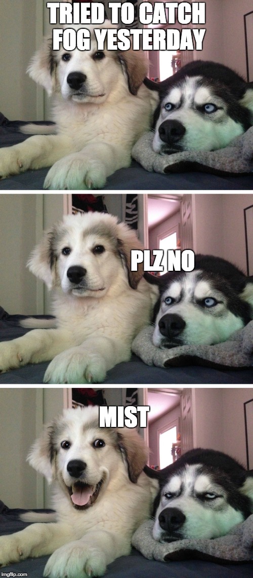 Bad pun dogs | TRIED TO CATCH FOG YESTERDAY; PLZ NO; MIST | image tagged in bad pun dogs | made w/ Imgflip meme maker