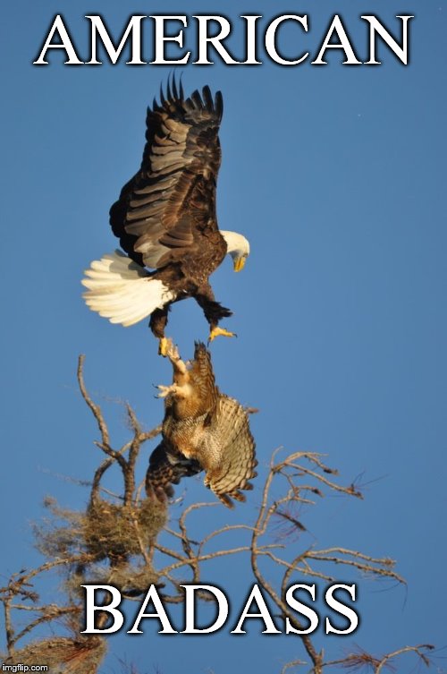 American Eagle ~ 'Chasing' Owls'