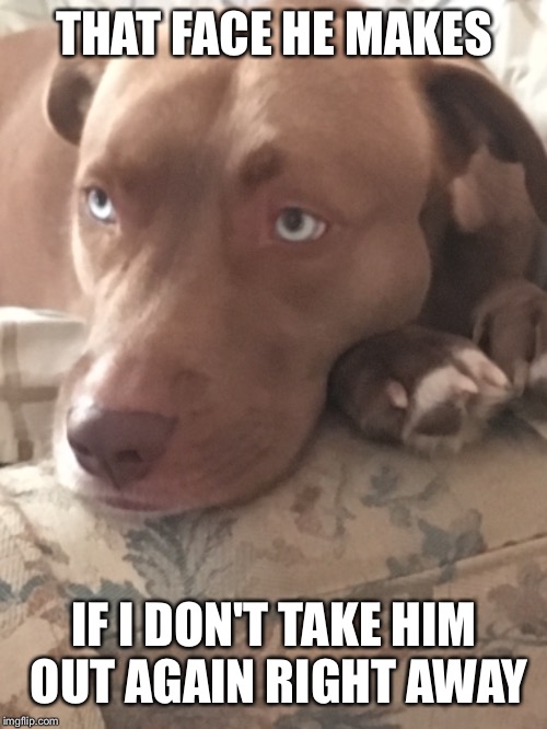 THAT FACE HE MAKES IF I DON'T TAKE HIM OUT AGAIN RIGHT AWAY | made w/ Imgflip meme maker
