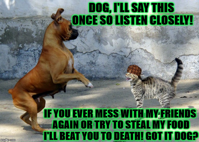 DOG, I'LL SAY THIS ONCE SO LISTEN CLOSELY! IF YOU EVER MESS WITH MY FRIENDS AGAIN OR TRY TO STEAL MY FOOD I'LL BEAT YOU TO DEATH! GOT IT DOG? | image tagged in badass cat,scumbag | made w/ Imgflip meme maker