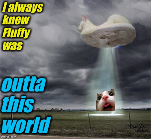 Fluffy went to see her family back on that strange world, Planet Portland!  | I always knew Fluffy was; outta this world | image tagged in fluffy,memes,evilmandoevil,funny,kenj | made w/ Imgflip meme maker