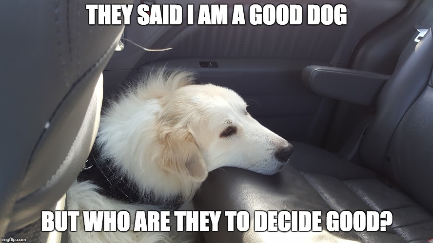 THEY SAID I AM A GOOD DOG; BUT WHO ARE THEY TO DECIDE GOOD? | image tagged in philosophy dog | made w/ Imgflip meme maker