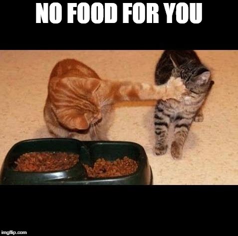 cats share food | NO FOOD FOR YOU | image tagged in cats share food | made w/ Imgflip meme maker